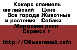 Кокерс спаниель английский  › Цена ­ 4 500 - Все города Животные и растения » Собаки   . Мордовия респ.,Саранск г.